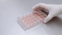 Hand wearing gloves holding a 24 well plate filled with cell culture medium on metal underground such as in the sterile workbench.