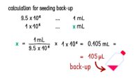 Calculation of the volume for reseeding cells into a fresh cell culture flask.