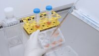 Changing medium of 6 well plate in sterile workbench in front of waste bottle and yellow rack with two 50 mL centrifuge tubes.