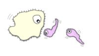 Cartoon of pale yellow pre-eukaryotic cell about to swallow ancient pink bacteria.