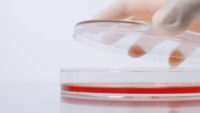 Large petri dish filled with cell culture medium, with a hand holding the lifted lid.