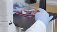 Person wearing white lab coat and blue gloves inspecting T75 cell culture flask under an inverted microscope.