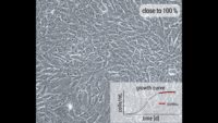 100 percent confluent cell monolayer with growth curve in lower right corner.