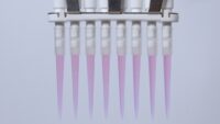 Close up of multi-channel pipette with pinkish-red cell culture medium.