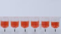 96 well plate with conical bottoms filled with cell culture medium and cells forming a pellet on the bottom.