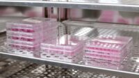 Stacks of different multiwell plates in cell culture incubator with cells in cell culture medium during experiments.