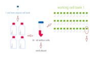 Schematic of how to expand a vial of a continuous cell line.