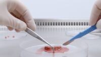 Preparing fresh tissue in the sterile workbench wearing gloves.