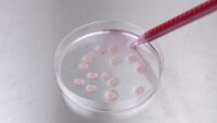 Large petri dish with pieces of tissue adding medium with serological pipette.