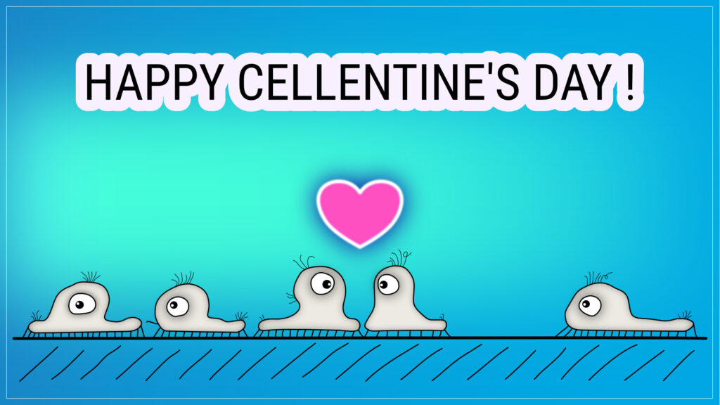 Cartoon image of adherent cells in culture on blue-green background. Happy Cellentine’s Day is written on top with a pink heart.