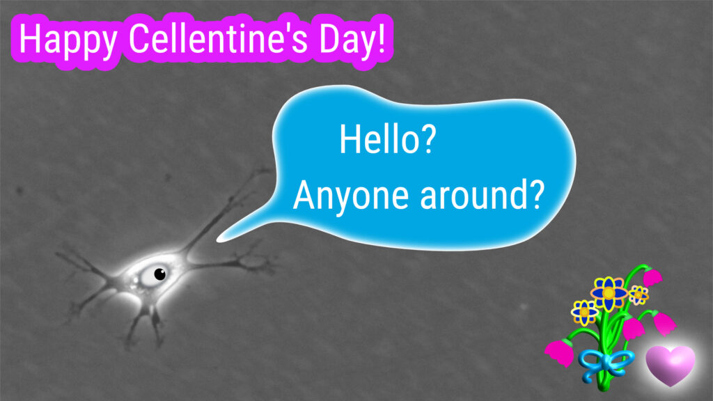 cell in culture looking for fellow cells with comic flowers