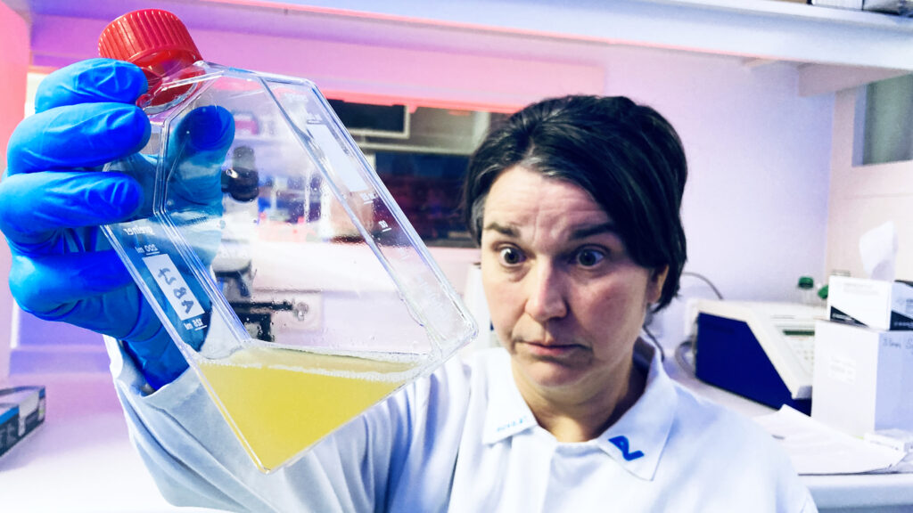Woman wearing white lab coat holding up and looking at a cell culture flask with yellow cell culture medium with bacterial contamination.