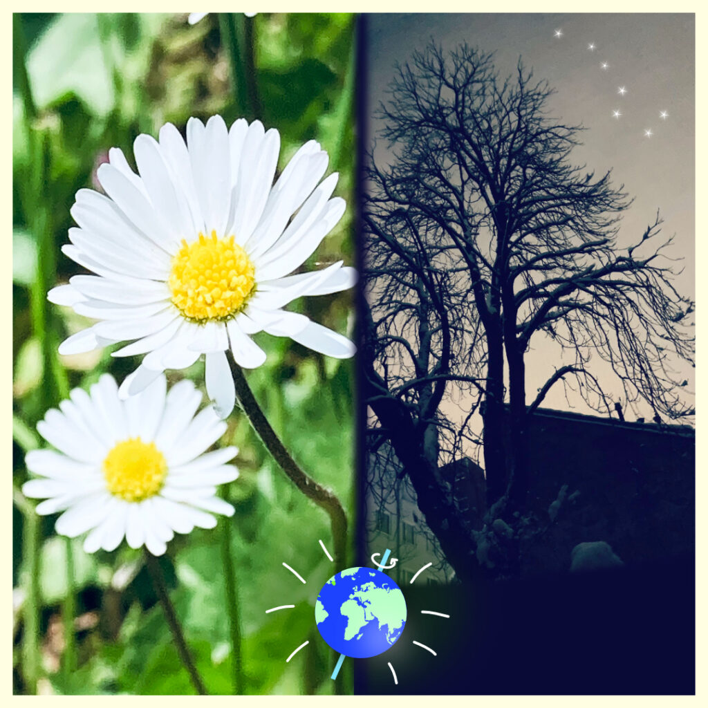Half of the picture shows two daisies in full bloom, the other half a chestnut tree without leaves and a winter nighttime sky behind.