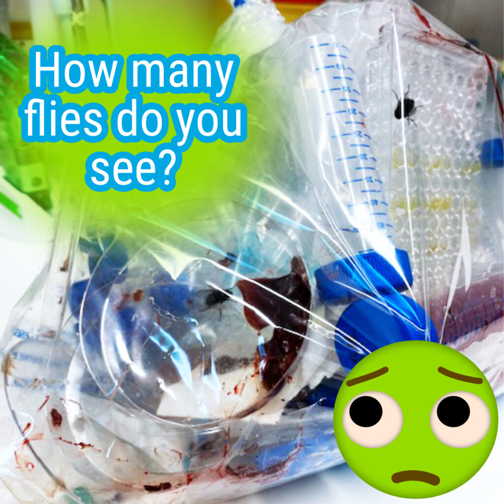 Cell culture bag with plates and flasks and flies.